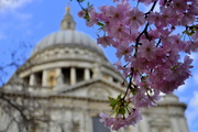 16th Apr 2013 - Blossom at St Paul's
