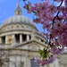Blossom at St Paul's by andycoleborn