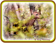 15th Apr 2013 - Young Deer