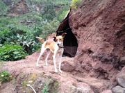 13th Apr 2013 - canyon dog