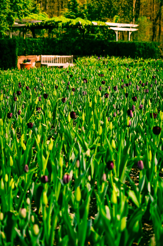 Purple Tulip Field  by lesip