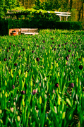 16th Apr 2013 - Purple Tulip Field 