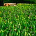 Purple Tulip Field  by lesip