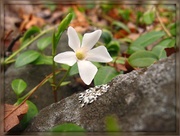 16th Apr 2013 - White Myrtle