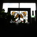 butterfly silhouette by summerfield