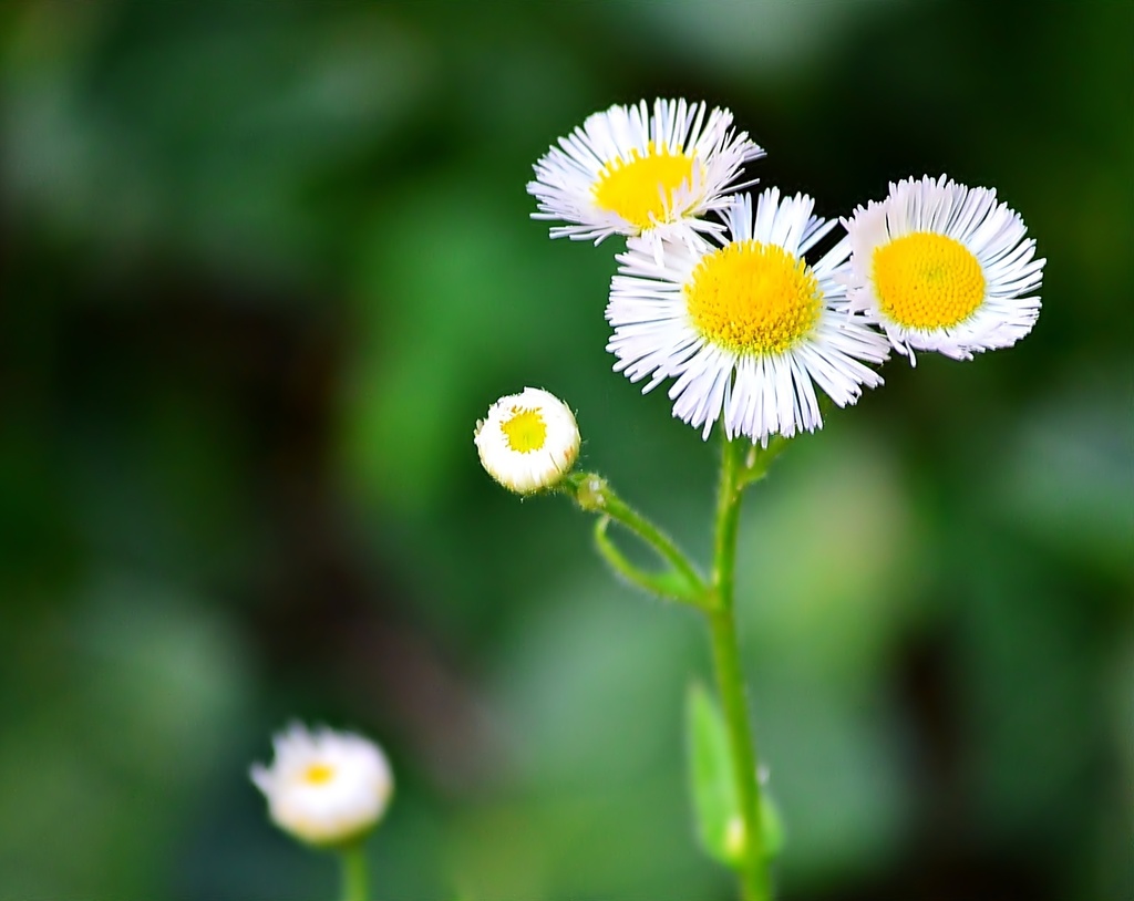 English Daisies by soboy5