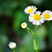 English Daisies by soboy5