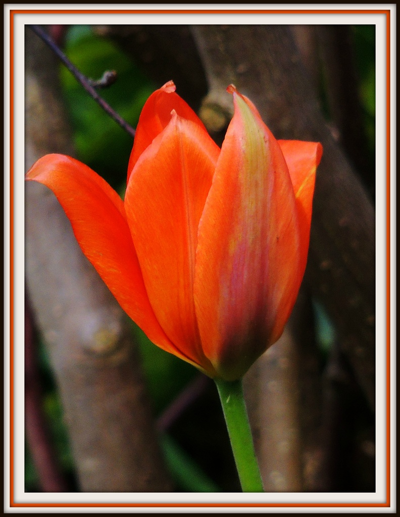 First tulip by rosiekind