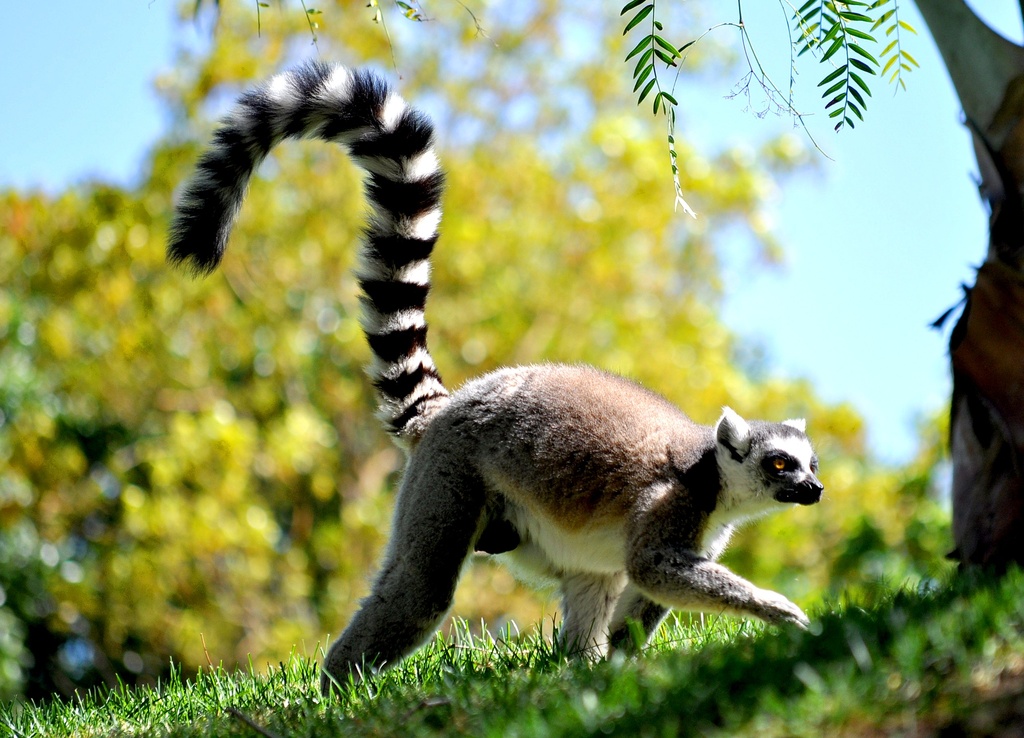 Lemur by philbacon
