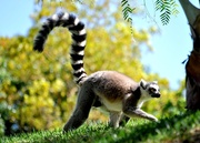 14th Apr 2013 - Lemur