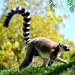 Lemur by philbacon