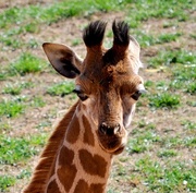 21st Mar 2013 - Giraffe