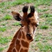 Giraffe by philbacon