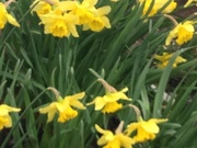 17th Apr 2013 - Daffodils