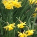 Daffodils by pfaith7