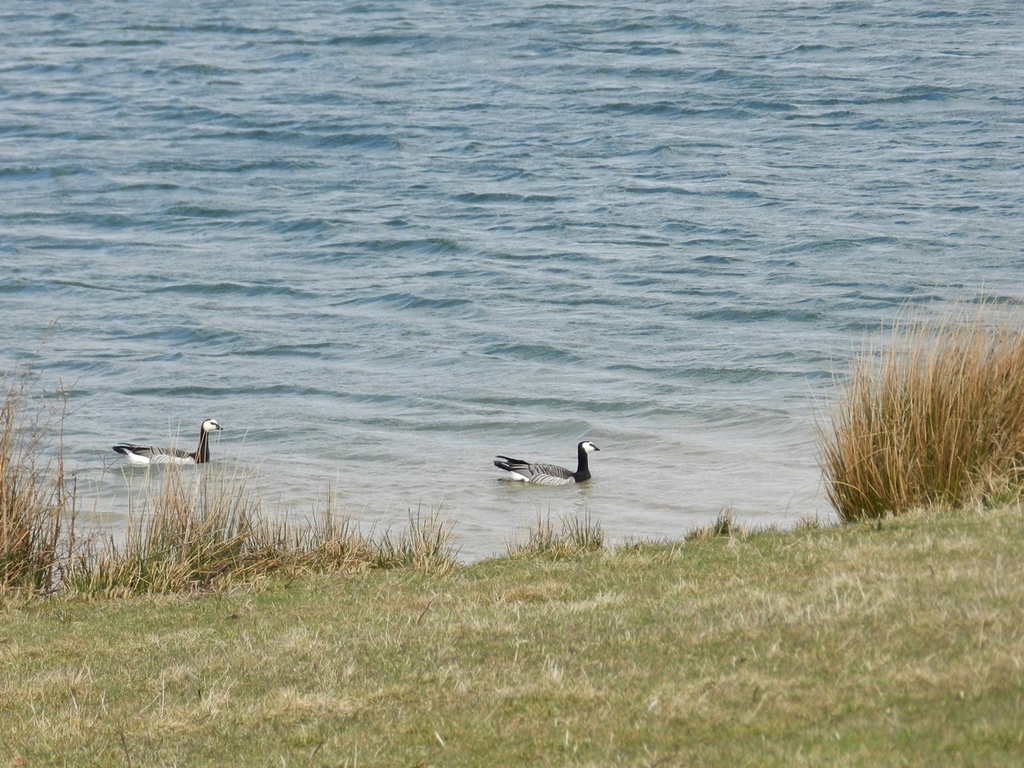 barnacle geese by roachling