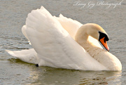 18th Apr 2013 - Swan Lake
