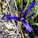 MY FIRST FLOWER THIS SPRING! by bruni