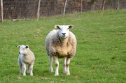 15th Apr 2013 - Mummy and baby sheep