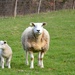 Mummy and baby sheep by parisouailleurs