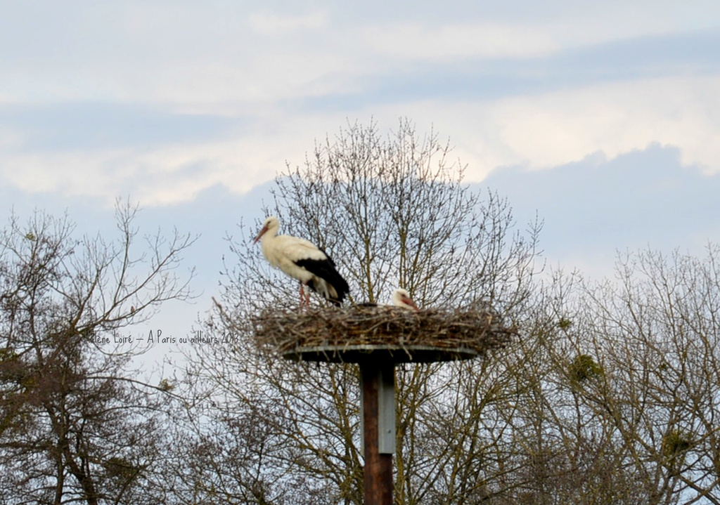 Stork's nest  by parisouailleurs