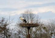 15th Apr 2013 - Stork's nest 