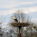 Stork's nest  by parisouailleurs
