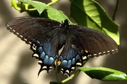 17th Apr 2013 - Black Swallowtail