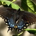 Black Swallowtail by tara11