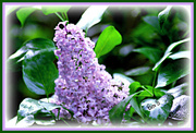 16th Apr 2013 - Lilac Time