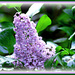 Lilac Time by vernabeth