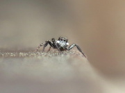 17th Apr 2013 - Eensy Weensy Spider