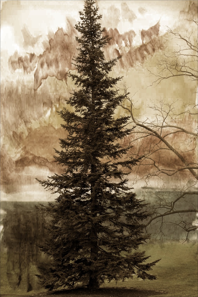 Water Color Pine by digitalrn