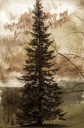 17th Apr 2013 - Water Color Pine
