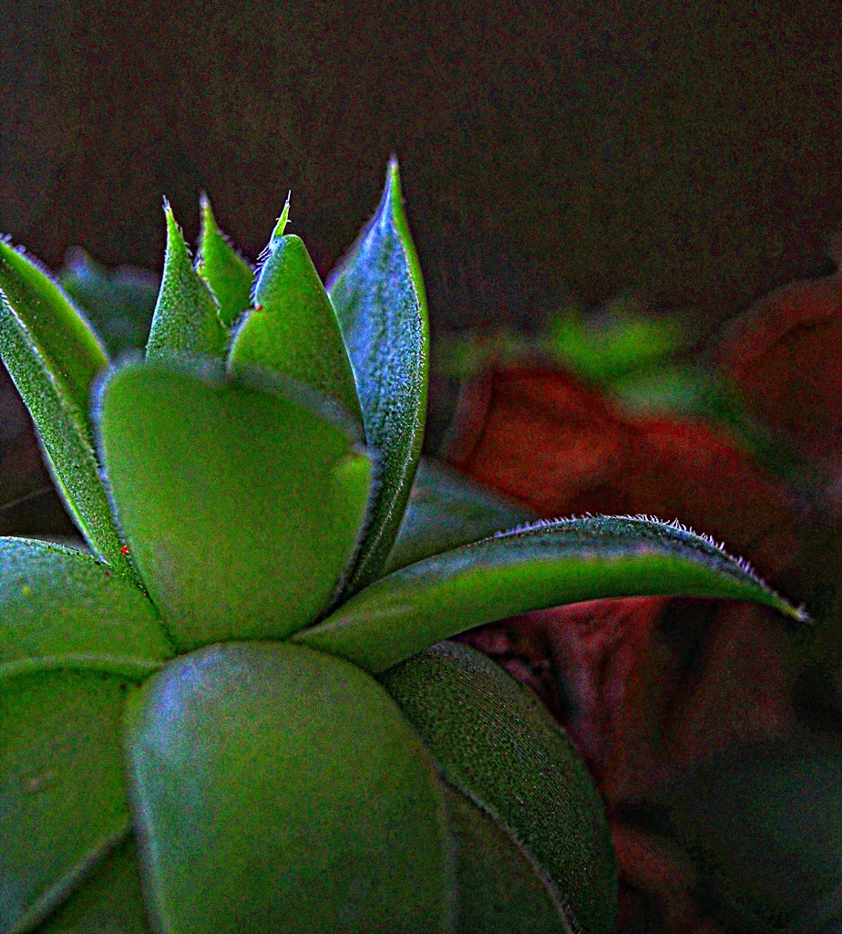 Hens And Chicks, Another Version by digitalrn