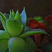 Hens And Chicks, Another Version by digitalrn