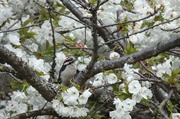 17th Apr 2013 - Downy woodpecker