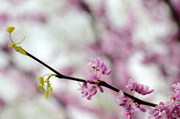 17th Apr 2013 - Redbud blossoms