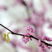 Redbud blossoms by kathyladley