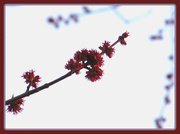 17th Apr 2013 - Silver Maple - Red Blossoms