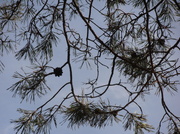 17th Apr 2013 - Pine Cone