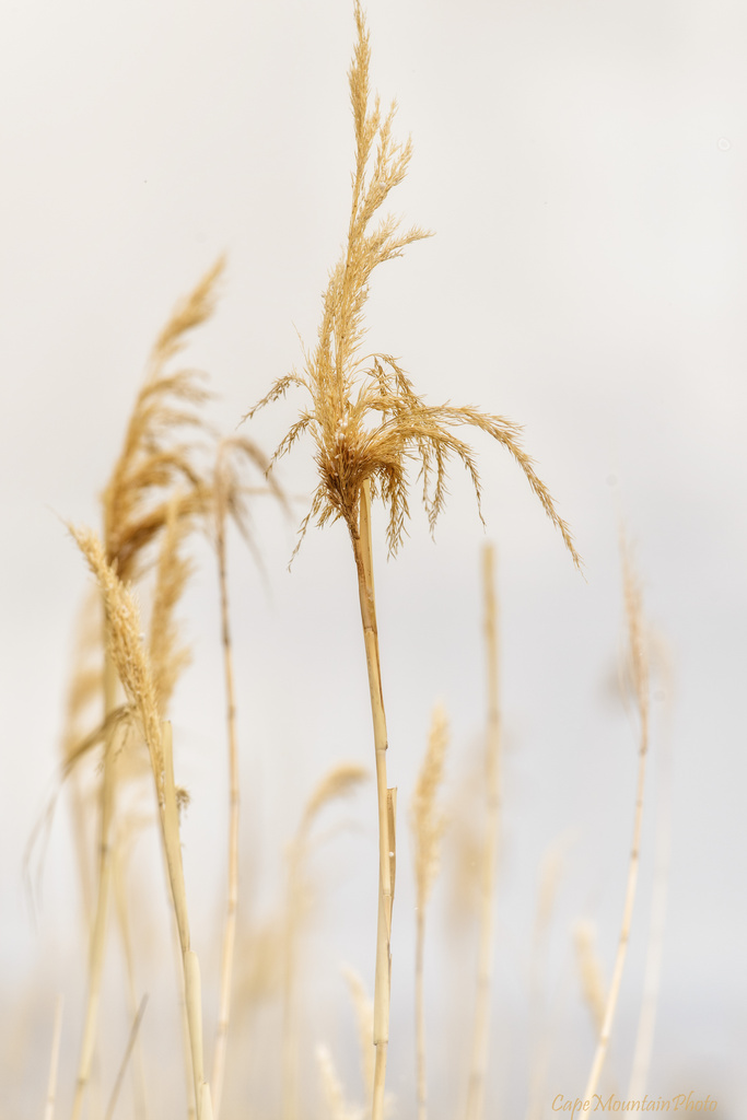 Golden Grasses In the Fog  by jgpittenger