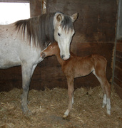 17th Apr 2013 - Sterling's Little Filly