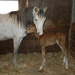 Sterling's Little Filly by kathyo