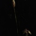 Blooms by Night by msfyste
