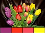 17th Apr 2013 - Tulips