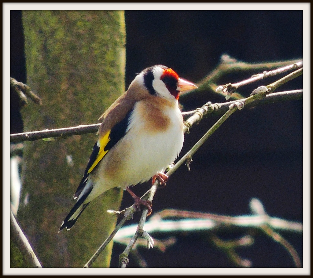 Goldfinch in the lilac tree by rosiekind