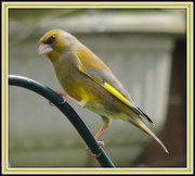 18th Apr 2013 - greenfinch waiting