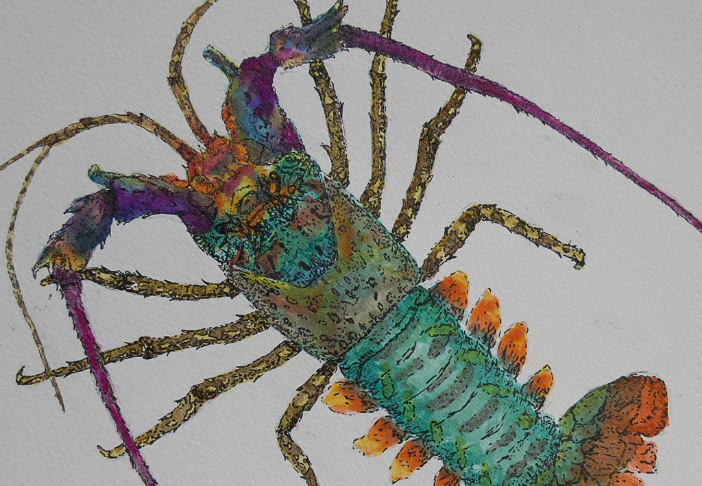 colourful crustacean by jantan