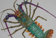 17th Apr 2013 - colourful crustacean